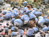 Snail - Blue Mystery Snail (Nickle-Quarter Size)