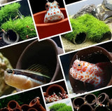 Ceramic Goby Cave