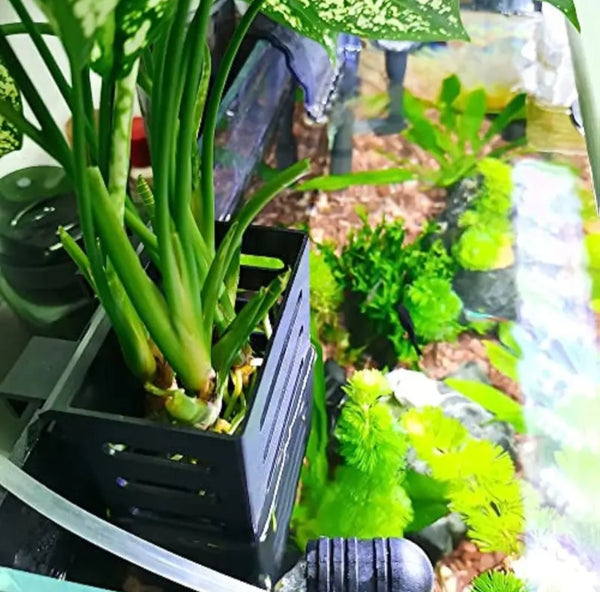 hang on back aquarium planter Plant Holder