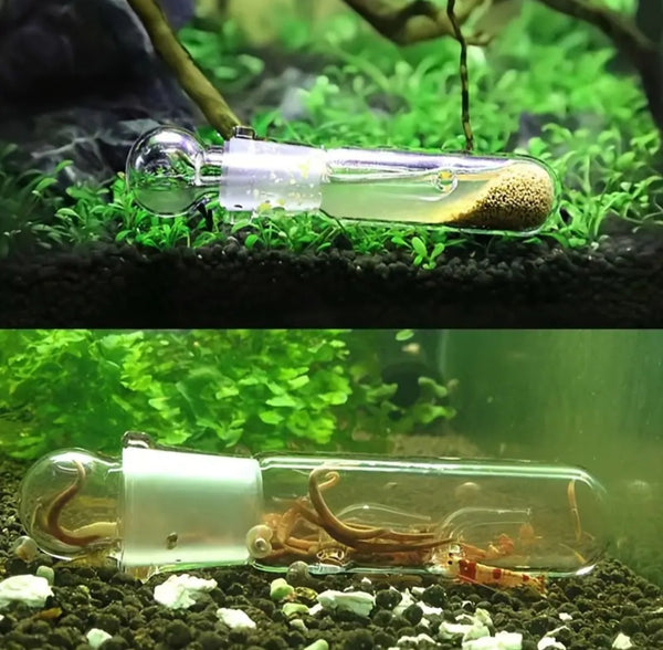 Glass Planaria Trap Catcher