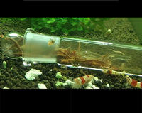 Glass Planaria Trap Catcher