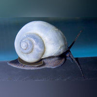 Snail - Blue Mystery Snail (Nickle-Quarter Size)