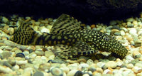 Pleco - Spotted Chocolate Standard Fin Bristlenose