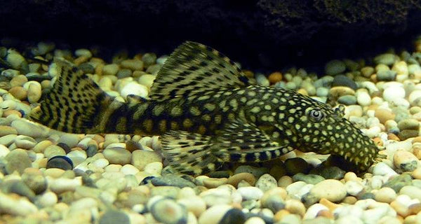 Pleco - Spotted Chocolate Standard Fin Bristlenose