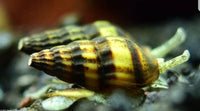 Snail - Assassin Snails