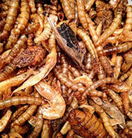 Alpha & Omega - DEVOUR Freeze Dried Insect Medley