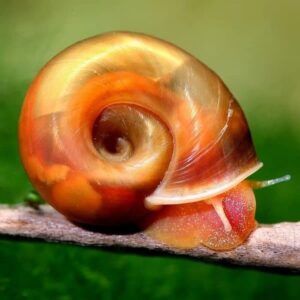 Snails - Ramshorn and Feeder Snails (Feed Puffers, Loaches, Cichlids)