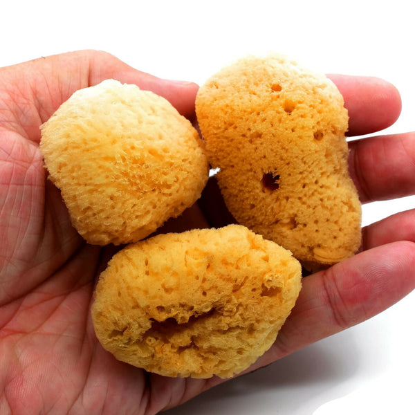 Guppy Barn Aquatics - Natural Hermit Crab Sponges * Small